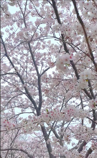０００・桜は満開・５１０.jpg