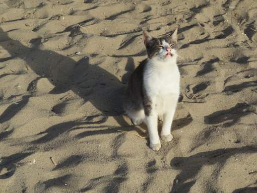 ０４３・砂浜の猫・５１０.jpg